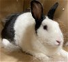 adoptable Rabbit in san pedro, CA named A2132508