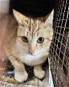adoptable Cat in san pedro, CA named A2134975