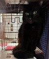 adoptable Cat in san pedro, CA named A2134802