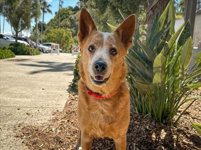 adoptable Dog in San Pedro, CA named MATEA