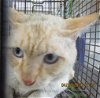 adoptable Cat in san pedro, CA named A2135428