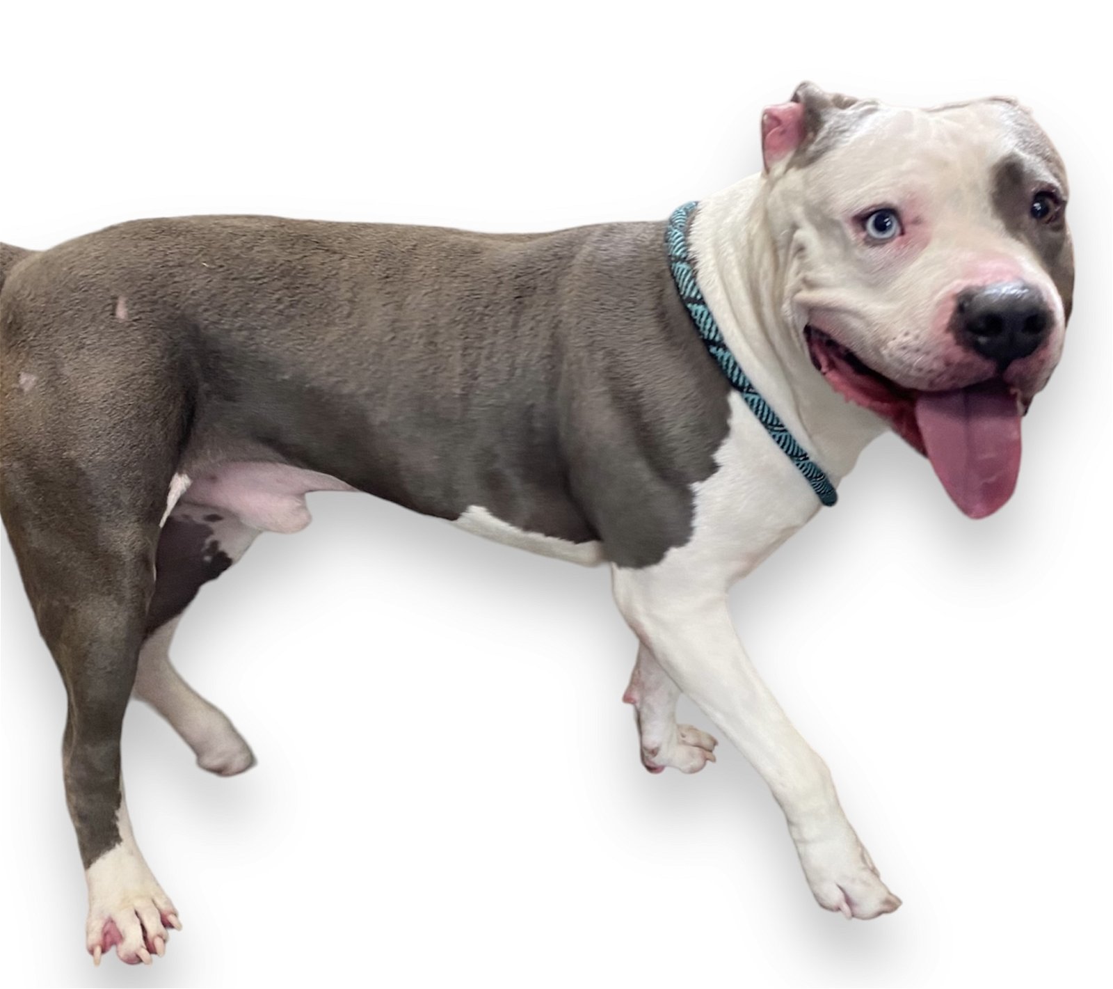 adoptable Dog in San Pedro, CA named DECON