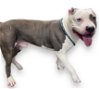 adoptable Dog in  named DECON