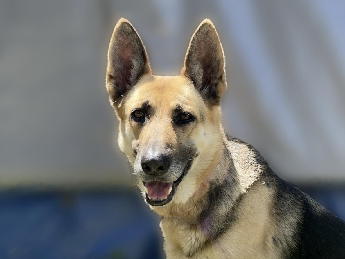 adoptable Dog in San Pedro, CA named DEEDEE