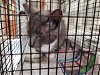 adoptable Cat in  named A2137151