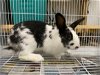 adoptable Rabbit in  named SPOTS