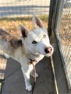 adoptable Dog in  named LAYLA