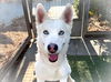 adoptable Dog in San Pedro, CA named LAYLA