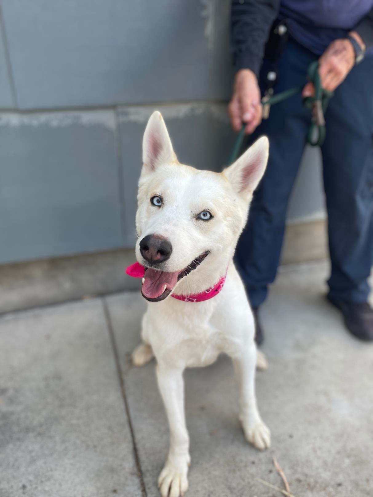 adoptable Dog in San Pedro, CA named LAYLA