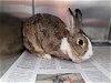adoptable Rabbit in  named A2137735