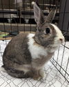 adoptable Rabbit in  named MISSY