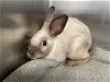 adoptable Rabbit in  named A2138259