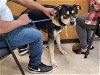adoptable Dog in  named OCHO