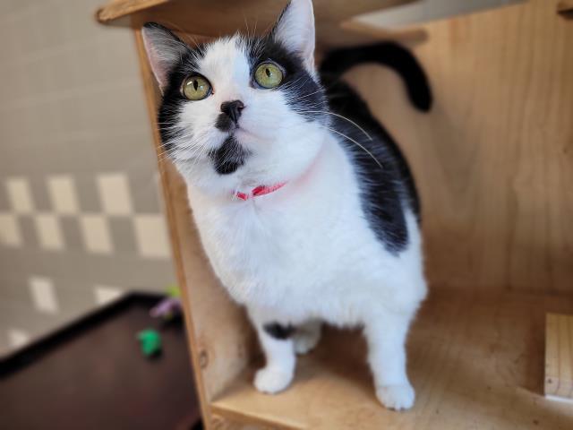 adoptable Cat in San Pedro, CA named ZOEY