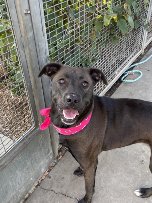 adoptable Dog in San Pedro, CA named SILO