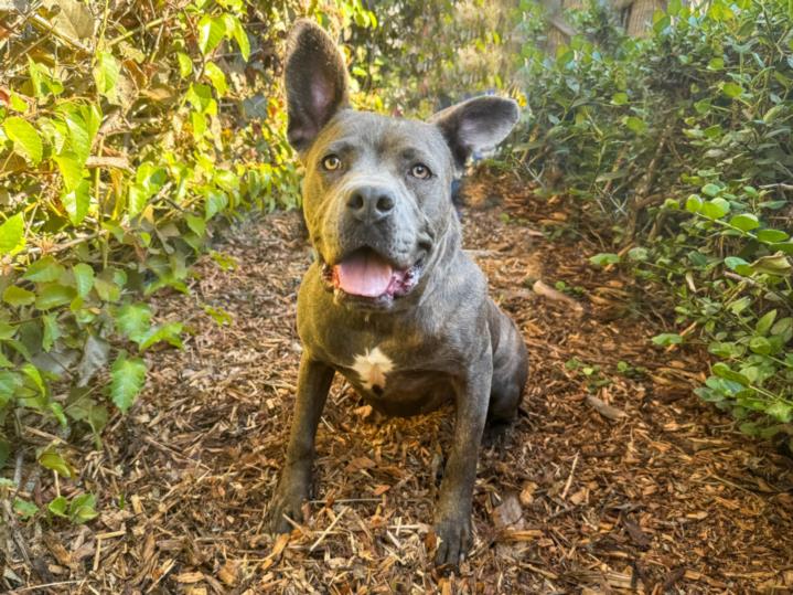 adoptable Dog in San Pedro, CA named BABY GIRL