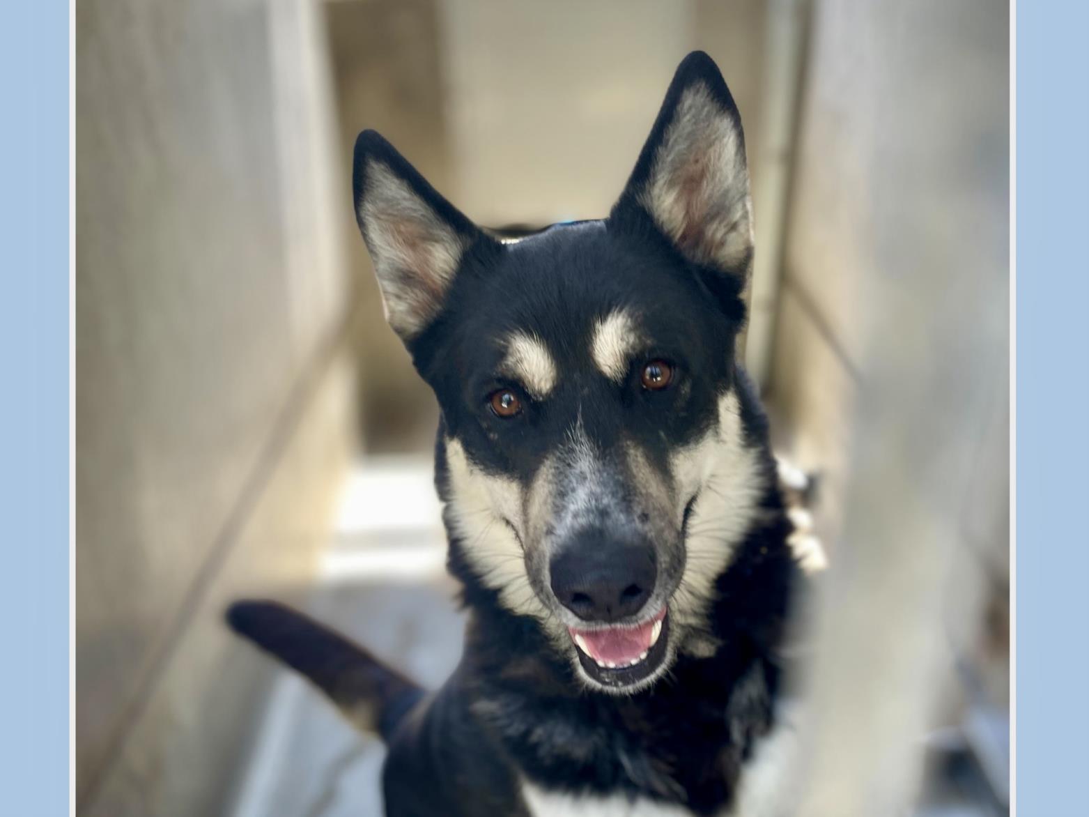 adoptable Dog in San Pedro, CA named CHEWY