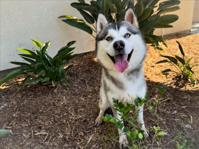 adoptable Dog in San Pedro, CA named TRURY