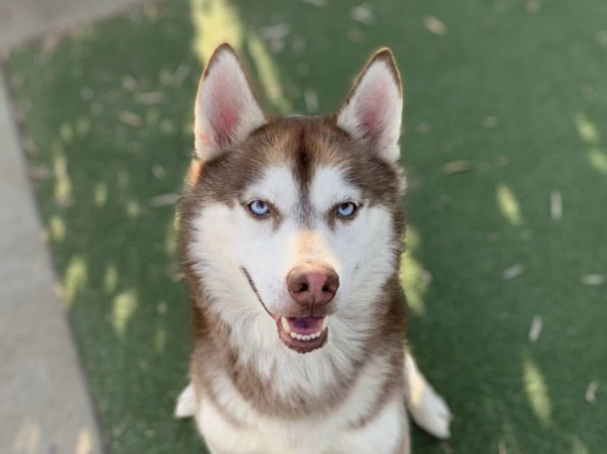 adoptable Dog in San Pedro, CA named CHESTNUT