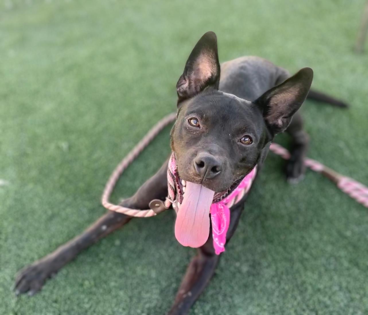 adoptable Dog in San Pedro, CA named PRINCESS