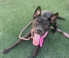 adoptable Dog in San Pedro, CA named PRINCESS