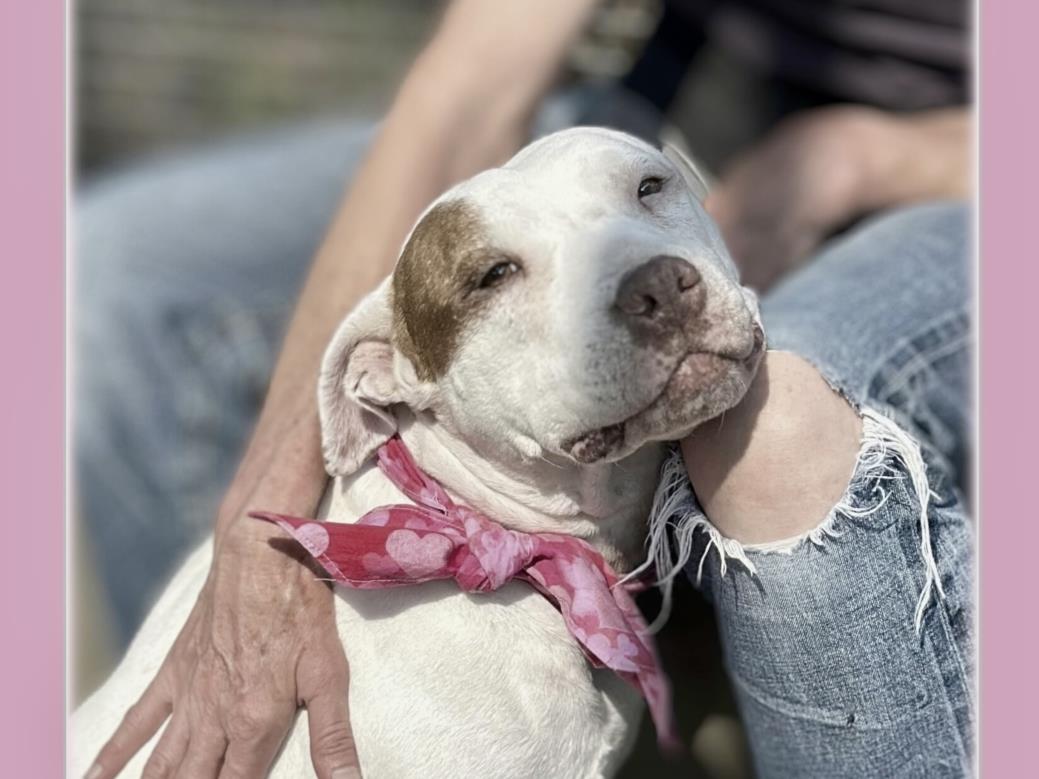 adoptable Dog in San Pedro, CA named ICEEY