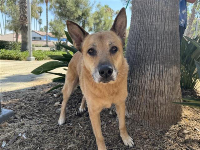 adoptable Dog in San Pedro, CA named SASSY