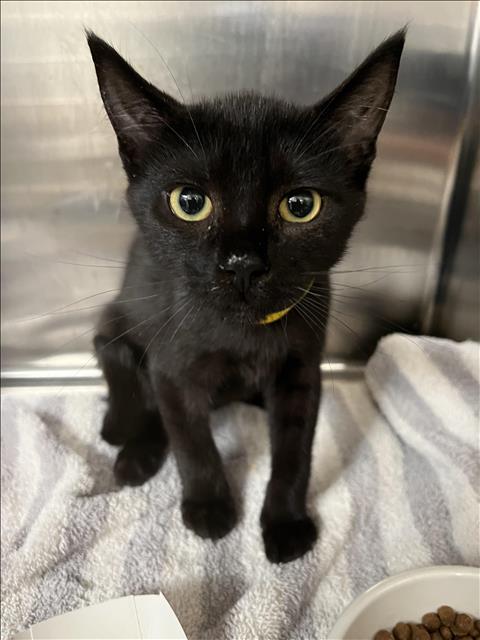 adoptable Cat in San Pedro, CA named BEN