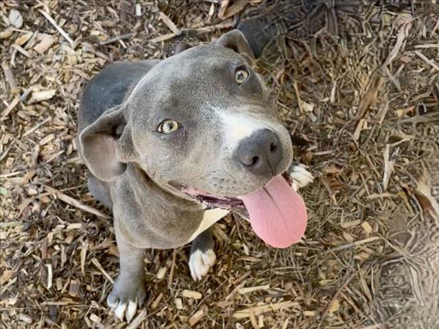 adoptable Dog in San Pedro, CA named MINI COOKIE