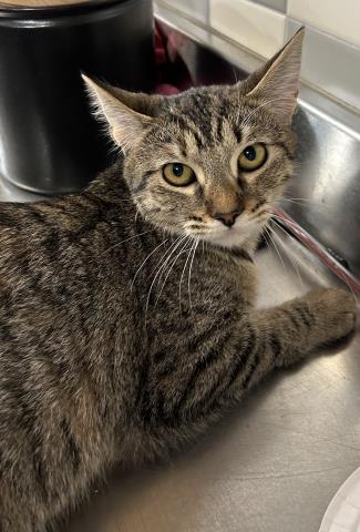 adoptable Cat in San Pedro, CA named DUCHESS