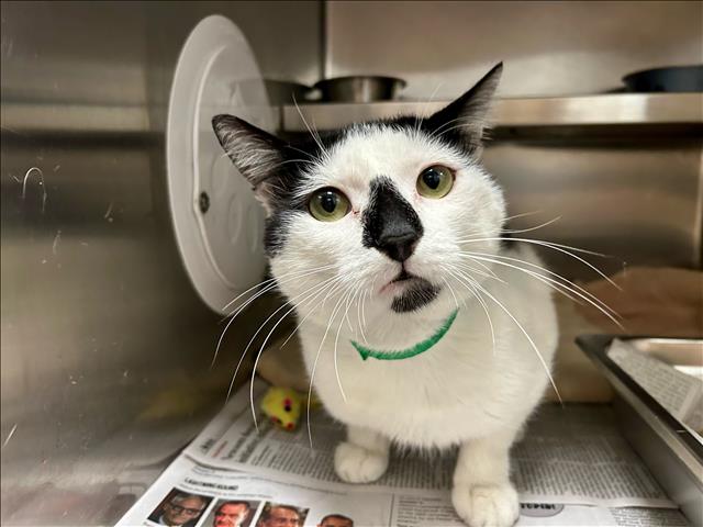 adoptable Cat in San Pedro, CA named NOSEY