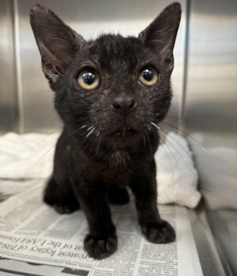 adoptable Cat in San Pedro, CA named JIFFY