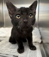 adoptable Cat in San Pedro, CA named JIFFY