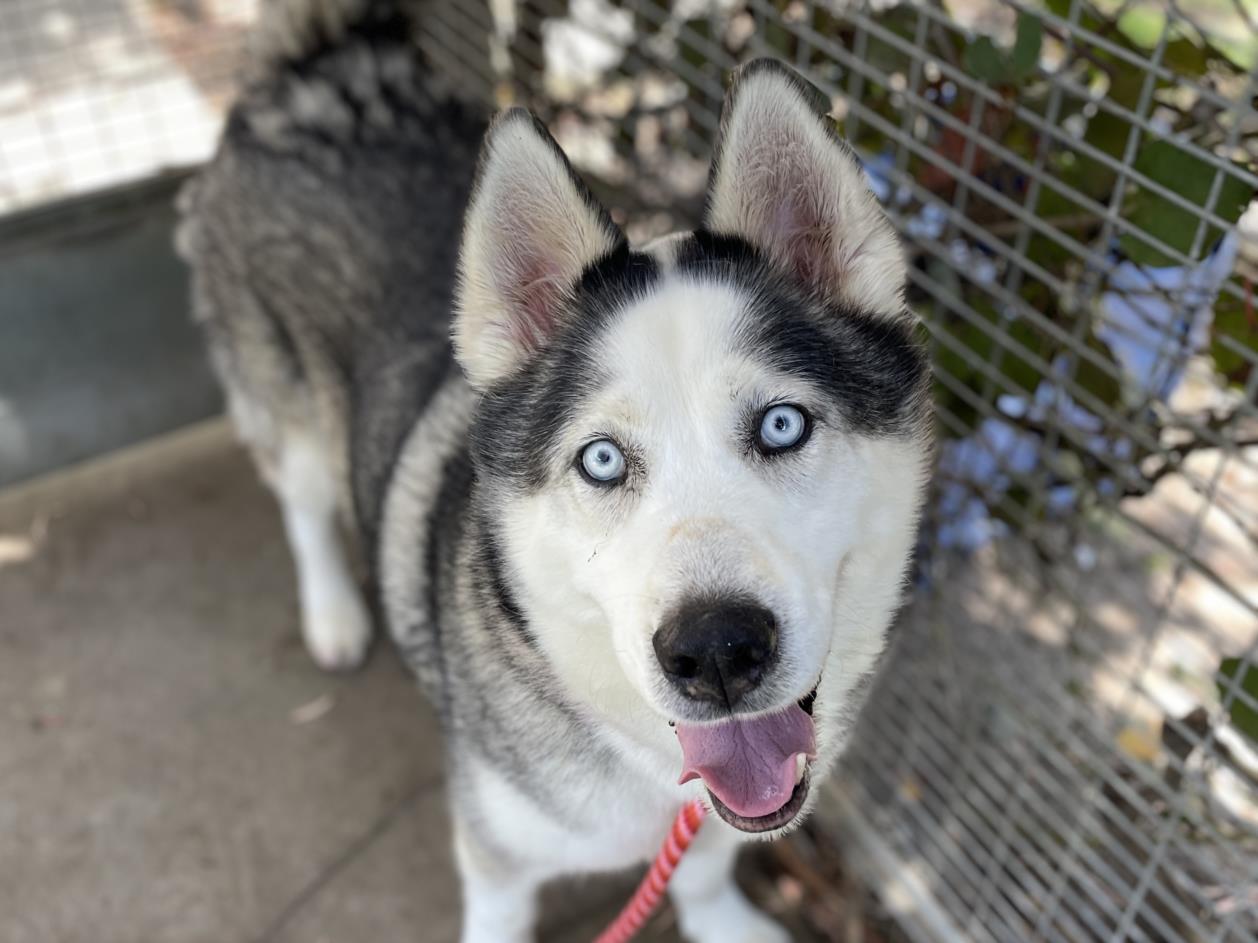 adoptable Dog in San Pedro, CA named PRINCESA