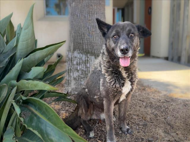 adoptable Dog in San Pedro, CA named THONRAD