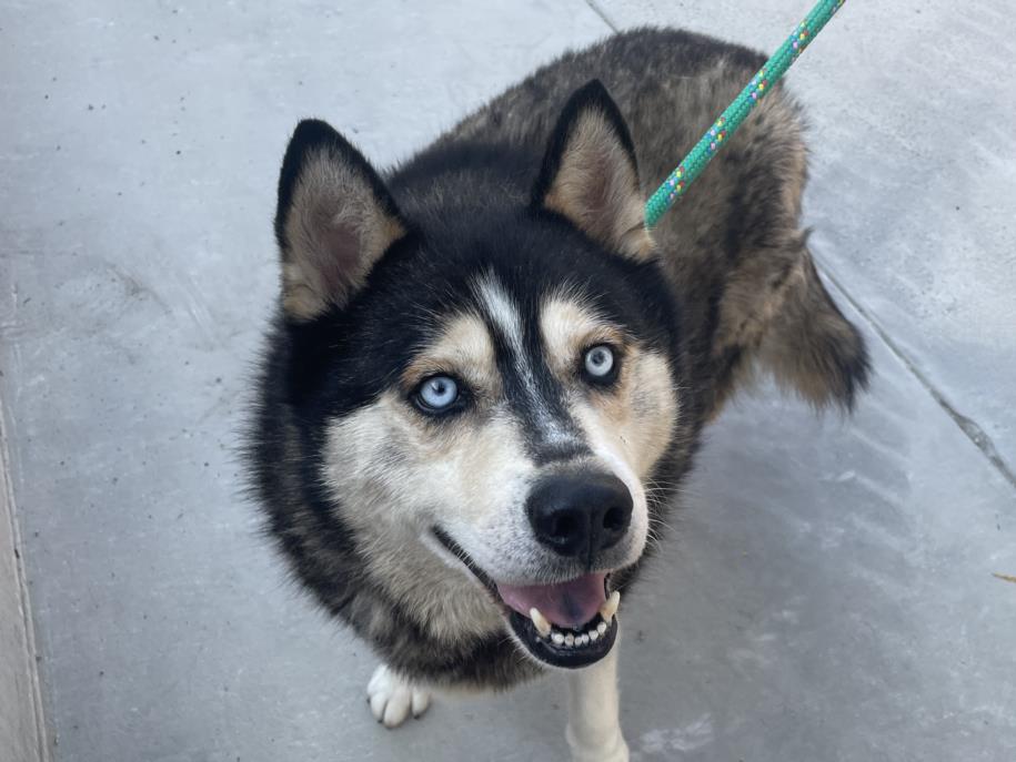 adoptable Dog in San Pedro, CA named FREDDIE