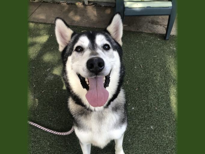 adoptable Dog in San Pedro, CA named ITACHI