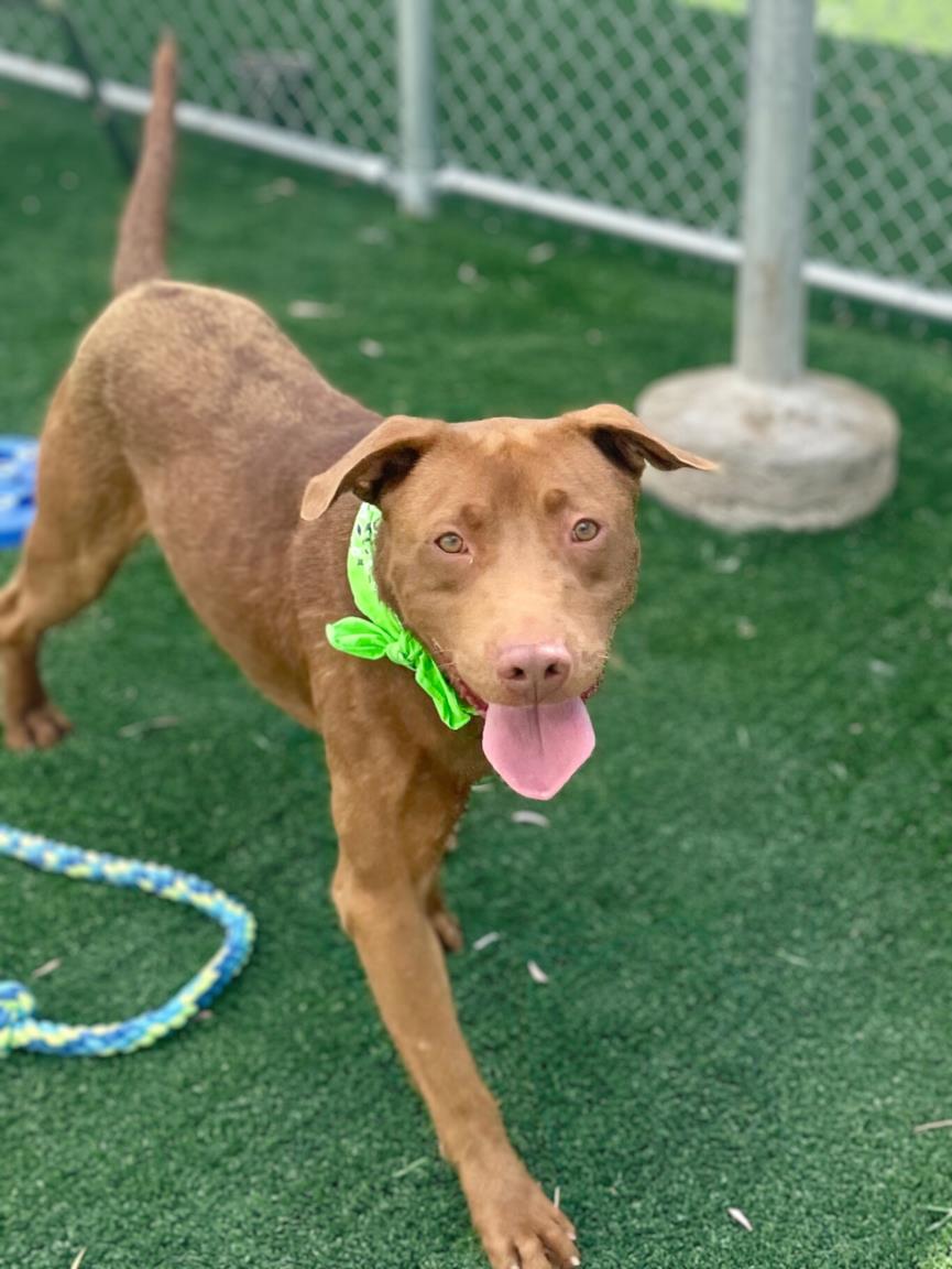 adoptable Dog in San Pedro, CA named CANELO