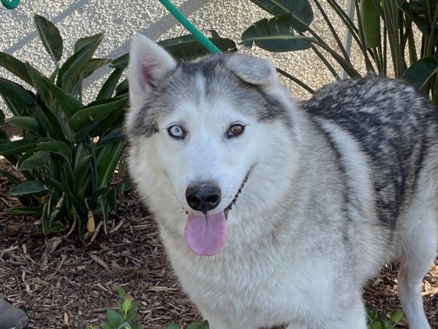 adoptable Dog in San Pedro, CA named KODA