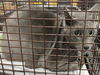 adoptable Cat in San Pedro, CA named A2155463