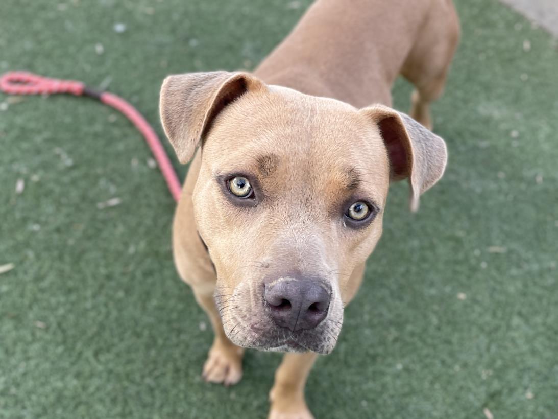 adoptable Dog in San Pedro, CA named TILLY