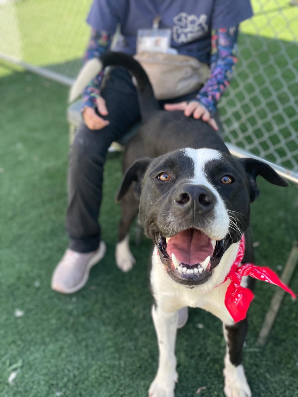 adoptable Dog in San Pedro, CA named BUTCH