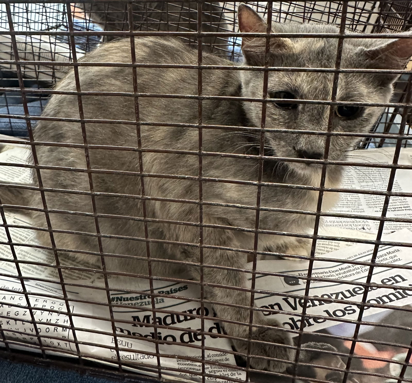 adoptable Cat in San Pedro, CA named A2155602