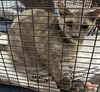 adoptable Cat in San Pedro, CA named A2155602