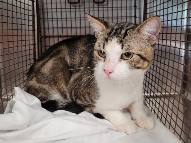 adoptable Cat in San Pedro, CA named HANDSOME