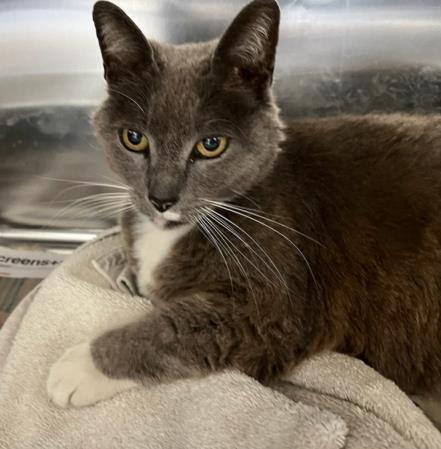 adoptable Cat in San Pedro, CA named BEOWOLF