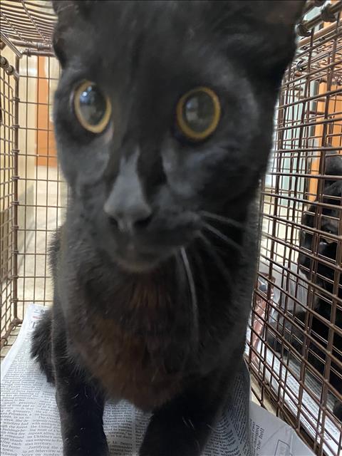 adoptable Cat in San Pedro, CA named MORE