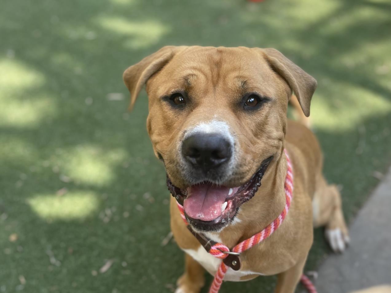 adoptable Dog in San Pedro, CA named JUDE