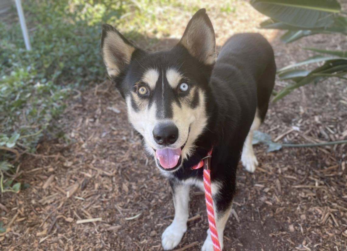 adoptable Dog in San Pedro, CA named MAXI