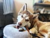 adoptable Dog in  named CHARLIE